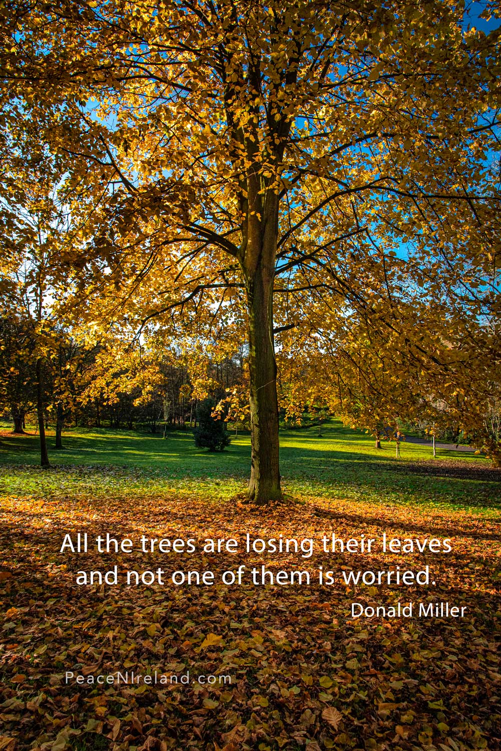 Trees losing Leaves: Donald Miller